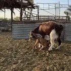 عنز والد تحتها 2