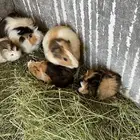 وبران بلدي و أمريكي