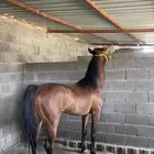 حصان شعبي