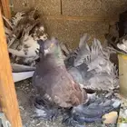 اناثي رقصيات شرط انتاج