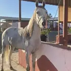فرس شعبيه سرعه منوه القاني .