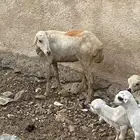 رخل للبيع على السوم