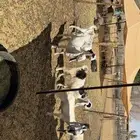 جفرات جذعات