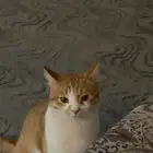 قط ذكر للتبني