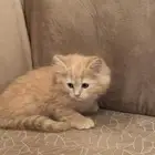 قطط