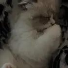 قطة