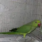 بغبغاء درة هندي تم البيع خارج الموقع