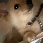 كلب فولبينو