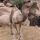 بعير حمر للبيع