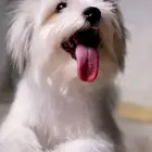 يوركي ابيض كلب yorkie terrier white