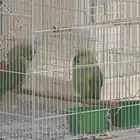 ببغاء زوج