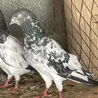 حمام ازواج للبيع على 35