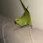 ببغاء الدرة الهندية