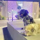 كلبين اثنى وذكر للبيع معى جوازات السفر عاجل السبب مافي مكان