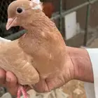 البيع حمام قنادي اصفر منتج معه فرخ