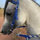 حصان فحل واهو مكس جمال
