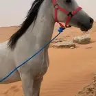 مهر واهو شيخ