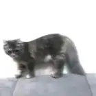 قطط