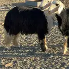 طلي فحل(تم البيع)