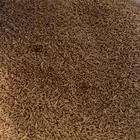 طحين بر ( معيه) الكميه محدودة