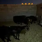 بيع معزا مضاريع ومضروبه