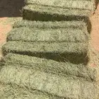 برسيم صافي جندير
