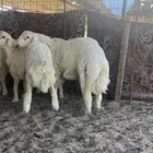 ضحايا فاخره وجبره