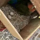 جوز روز روز