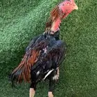 للبيع ديك شامو ياباني