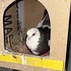 حمام كوري منتج