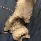 بسه للبيع مع اغراضها