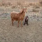معزاء للبيع عدد ثلاث سديس