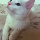 قطه للتبني