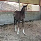 حصان شعبي