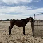 فرس  إنجليزية عندها كويه اليد اليمين ما تشتكي منه