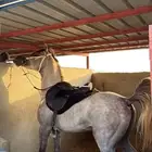 حصان سوبر بورق