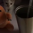 قطة للتبني