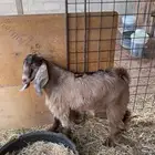 السلام عليكم ورحمة الله وبركاته للبيع تيس على حد الغلق