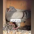 حمام فرنسي