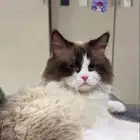قطو