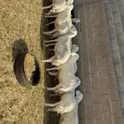 غنم حصيب ودفيع فحص سونار