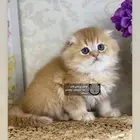 قطه قطوه قطو قط برتش كيتن سكوتش فولد سكوتش ستريت cat قطط قط