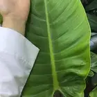 نبتة فيلودندرون امبريال