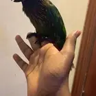 لوري يلو ستريك