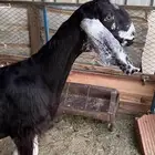 عنز سورية دافع