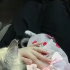 قطه للبيع