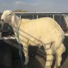 طلي حري