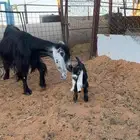 عنز خلفه تامه البيع مستعجل