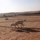 حرية متبع برخل
