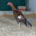 ديك باكستاني للبيع